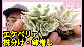 エケベリアの増やし方 株分け・鉢増し 多肉植物 園芸 ｂｙ園芸チャンネル 225 [upl. by Fitzpatrick]