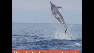 Why Do Spinner Dolphins Spin [upl. by Lada]