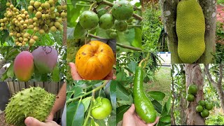 Visiting a friends Tropical Fruit trees [upl. by Jenkins]