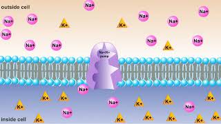 Biyoloji ÖzetSodyumPotasyum Pompası [upl. by Orbadiah]