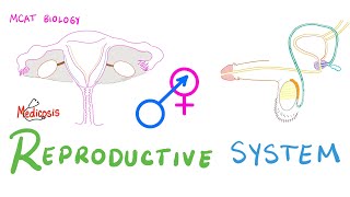 Reproductive System  Introduction Anatomy and Physiology  Biology  MCAT [upl. by Kaufman]