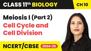 Meiosis I Part 2  Cell Cycle and Cell Division  Class 11 Biology Chapter 10  CBSE 202425 [upl. by Mamie566]