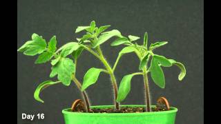 Time Lapse  Tomato Plant HD [upl. by Lamoureux]