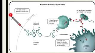 Toxoid Vaccinestypesofvaccinesdifferentmechanismexamplesoftoxoidvaccine [upl. by Deth]