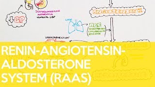 The ReninAngiotensinAldosterone System RAAS  Sarah Clifford Illustration Tutorial [upl. by Enellek627]