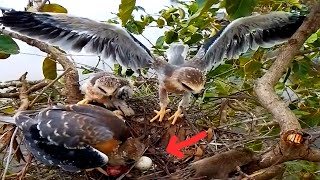 Blackshouldered kite Baby Bird tries to bite a mouse to eatEp38 [upl. by Towney]