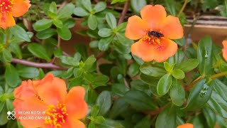 Como atrair Abelhas para sua horta e pomar Portulaca Umbraticola [upl. by Genet]