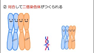 高校生物「ダナーの減数分裂」2021 [upl. by Delastre837]