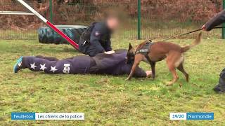 Lentrainement des chiens de la police en Normandie [upl. by Inalan]