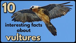 10 INTERESTING FACTS ABOUT VULTURES [upl. by Hayyim]