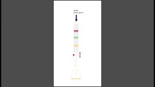 How does column chromatography work [upl. by Latrina]