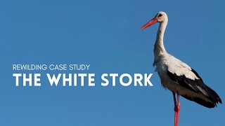 Rewilding Case Study  The White Stork [upl. by Sinnek58]