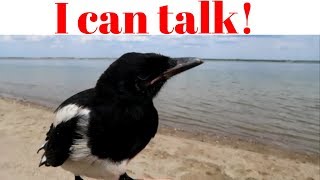 Our pet magpie talks [upl. by Bobine36]