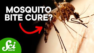 How to Become Immune to Mosquito Bites [upl. by Lambart]