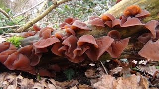 Wood Ears Cloud Ears Auricularia auriculajudae [upl. by Sesiom]