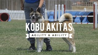 ALL ABOUT THE AMERICAN AKITA [upl. by Aerdnod]