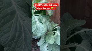 It’s officially cabbage moth season tips gardening garden plants fyp shorts food garden [upl. by Suirrad]