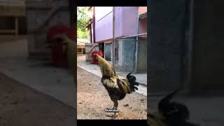 Best ROOSTER 🐓 shortvideo roosters editingvideo capcutedits [upl. by Denis]