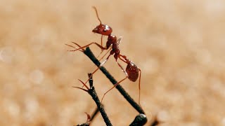 The Tiny World Of Insects  BBC Earth [upl. by Raimundo]