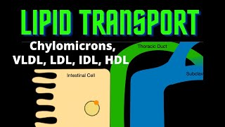 HDLVLDLLDL Tests Calculation In TELUGU  Lipid Profile PART  3 [upl. by Eldredge]