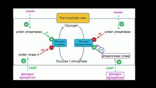 Regulation of Glycogen Metabolism [upl. by Symons]