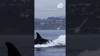 Orca spotted hunting dolphin off San Diego coast [upl. by Billie522]