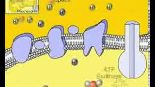 Video Glucolisis Ciclo de Krebs y Cadena Respiratoria [upl. by Ollie]