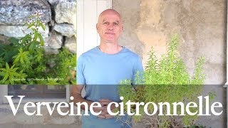 Verveine citronnelle Aloysia citriodora  calmante digestive antioxydante [upl. by Jewel]