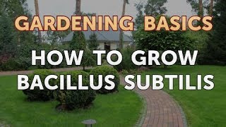 How to Grow Bacillus Subtilis [upl. by Ragas]