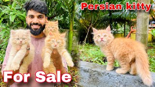 Persian Cat  Persian Cats For Sale  Persian cat price in india  cats for sale  Cheapest persian [upl. by Alain]