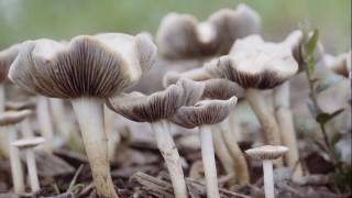 An iNaturalist Introduction to Mushrooming [upl. by Acinoed]