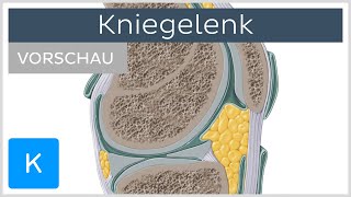 Kniegelenk  Aufbau und Funktion Vorschau  Kenhub [upl. by Marika865]