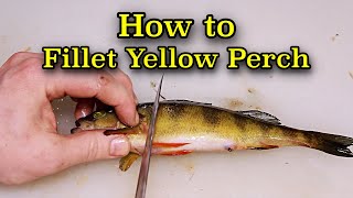 How To Fillet A Yellow Perch  Its Easy [upl. by Jerold]