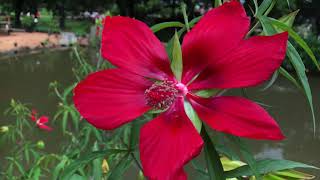 Plant Profile Texas Star Hibiscus  Hibiscus coccineus [upl. by Johannes38]