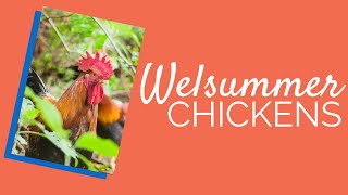 Welsummer Chickens for Sale  Chickens For Backyards [upl. by Aurelius43]