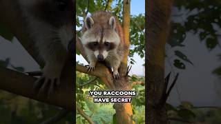 Raccoons The Highly Intelligent Trash Pandas [upl. by Sellig]