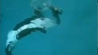 Killer whale drags trainer underwater at SeaWorld San Diego [upl. by Niala]