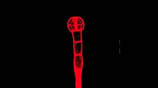 Morph of Plant Embryo Development [upl. by Hannaoj]