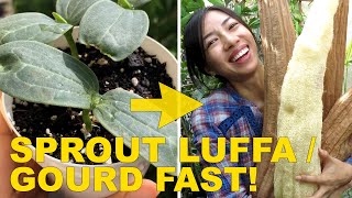 Tips To Speed Up Luffa  Gourd Seed Germination [upl. by Suoivatnod]