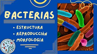 Generalidades de las Bacterias Estructura Reproducción y Morfología [upl. by Strohben56]