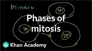 Phases of Mitosis [upl. by Llessur904]