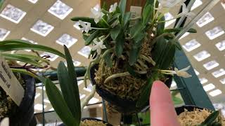 Neofinetia Falcata Collection [upl. by Lotsyrk]