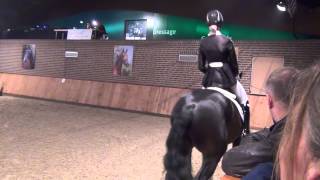 For Gribaldi kwpn Stallion Show Van Uytert 2015 [upl. by Casanova225]