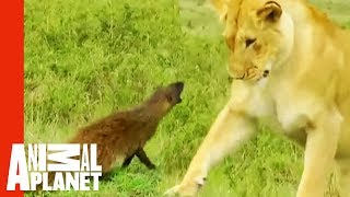 Feisty Mongoose Fights Off A Pride Of Lionesses  Weird True amp Freaky [upl. by Bastian721]