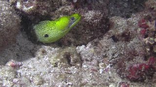 An Undulated Moray Eel having a feast [upl. by Fennelly506]