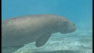 Dugongs Vanuatu YT HD 1080p [upl. by Mccullough]