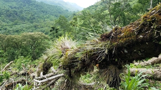 Wild Orchids in Oaxaca Mexico  A family expedition [upl. by Amliw581]