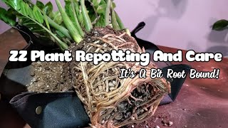 ZZ Plant Repotting And Care  CHECK OUT THESE CRAZY ROOTS [upl. by Okun341]