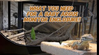 How I keep my Baby Argus Monitor Enclosure Varanus Panoptes [upl. by Ariaec]