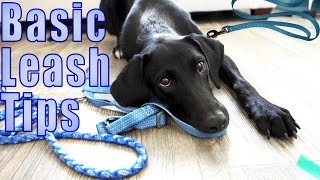 Leash Walking Tips  Dog Scared of Leash [upl. by Leribag]